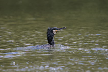 Great Cormorant, Segbroekpark, Den Haag, Netherlands