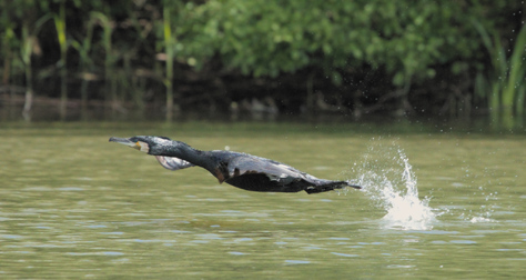 Great Cormorant, Segbroekpark, Den Haag, Netherlands