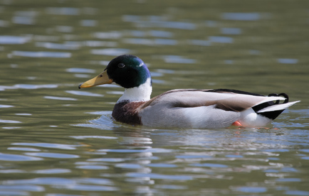 domestic duck, Segbroekpark, Den Haag, Netherlands