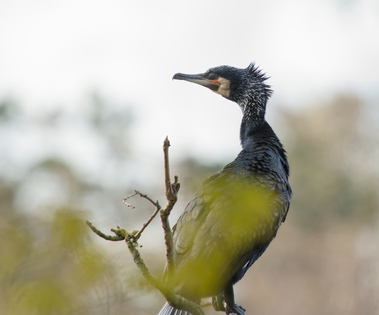 Great Cormorant, Solleveld, Den Haag, Netherlands