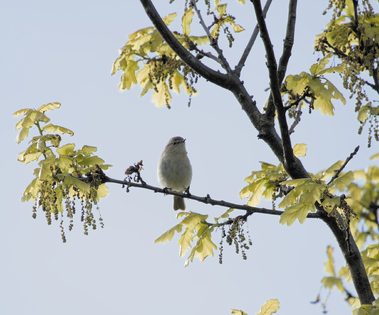 Common Chiffchaff, Solleveld, Den Haag, Netherlands
