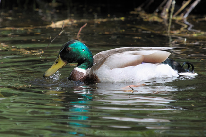 Mallard, Ockenburgh, Den Haag, Netherlands