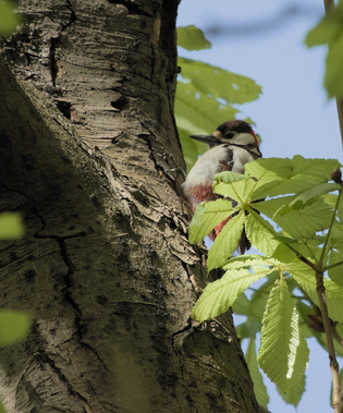 Great Spotted Woodpecker, Ockenburgh, Den Haag, Netherlands