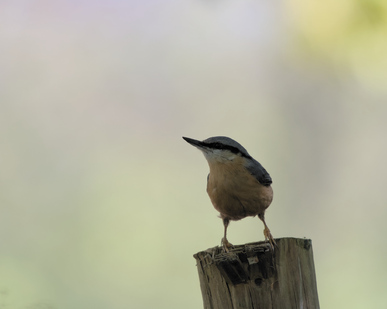 Eurasian Nuthatch, Ockenburgh, Den Haag, Netherlands