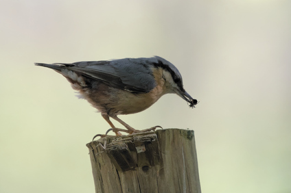 Eurasian Nuthatch, Ockenburgh, Den Haag, Netherlands