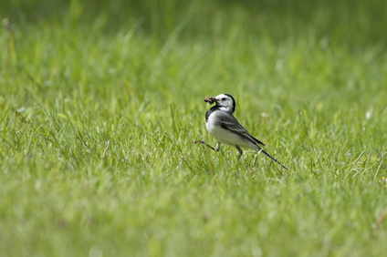 White Wagtail, Ockenburgh, Den Haag, Netherlands