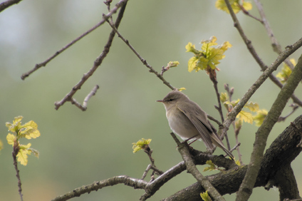 Common Chiffchaff, Kampina, Netherlands