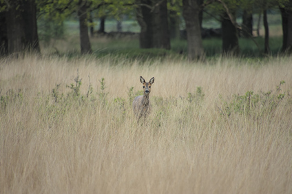Kampina, Netherlands