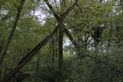 Kampina, Netherlands