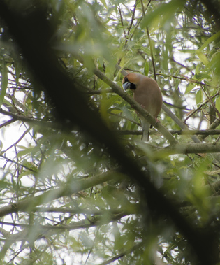 Hawfinch, Kampina, Netherlands