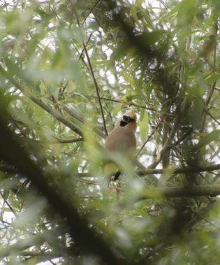 Hawfinch, Kampina, Netherlands