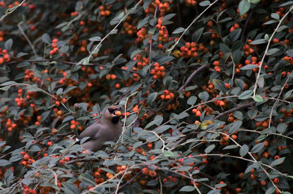 Bohemian Waxwing, 