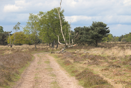 Kampina, Netherlands
