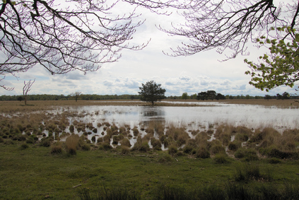Kampina, Netherlands