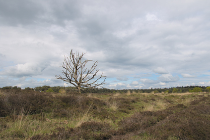 Kampina, Netherlands