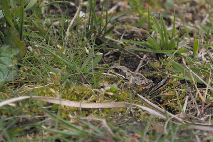 Kampina, Netherlands