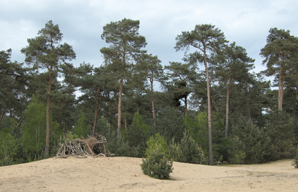 Kampina, Netherlands