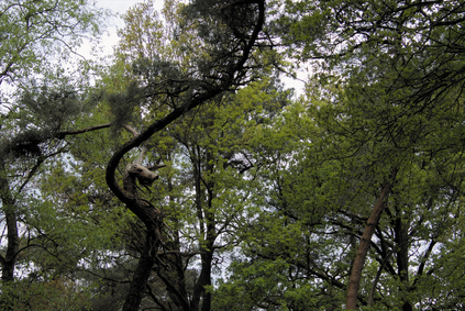 Kampina, Netherlands