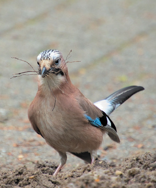 Eurasian Jay, Kampina, Netherlands