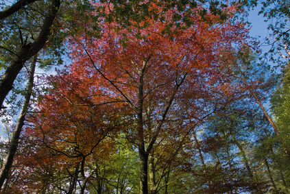 Oisterwijkse Bossen, Netherlands