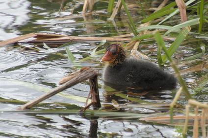 Common Coot, Tilburg, Netherlands