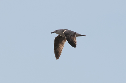 Caspian Gull, Scheveningen, Netherlands