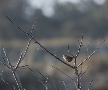 Eurasian wren, Texel, Netherlands