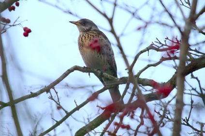 Fieldfare, Den Haag, Netherlands