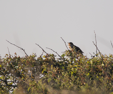 Common Nightingale, Texel, Netherlands