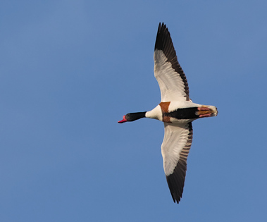 Common Shelduck, Texel, Netherlands
