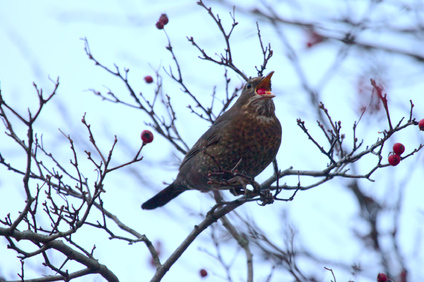 Common Blackbird, Den Haag, Netherlands