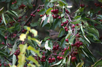Common Blackbird, Den Haag, Netherlands