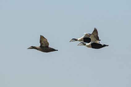 Common Eider, Texel, Netherlands
