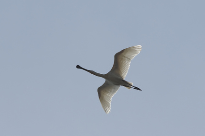 Eurasian Spoonbill, Texel, Netherlands