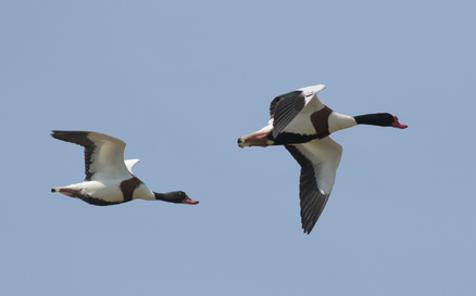 Common Shelduck, Texel, Netherlands