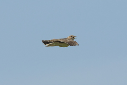 Eurasian Skylark, Texel, Netherlands