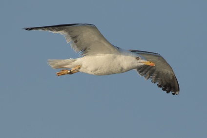 Lesser Black-backed Gull, Texel, Netherlands