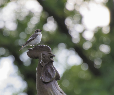 European Pied Flycatcher, Well, Netherlands