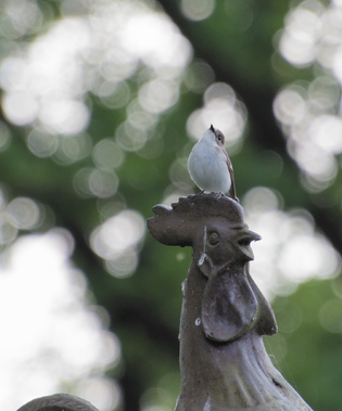European Pied Flycatcher, Well, Netherlands