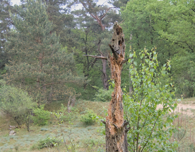 Maasduinen, Netherlands
