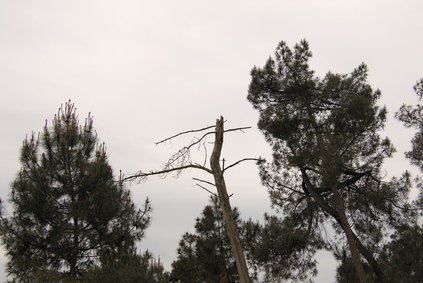 Maasduinen, Netherlands
