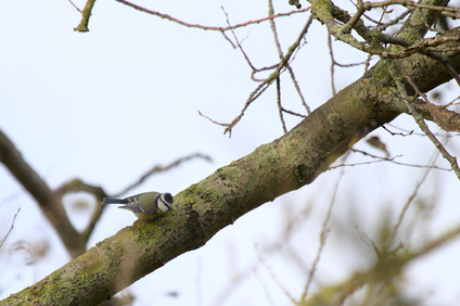 Eurasian Blue Tit, Den Haag, Netherlands