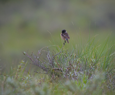 European Stonechat, Meijendel, Wassenaar, Netherlands