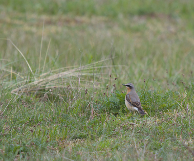 Northern Wheatear, Meijendel, Wassenaar, Netherlands