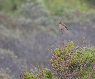European Stonechat, Meijendel, Wassenaar, Netherlands
