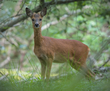 Meijendel, Wassenaar, Netherlands