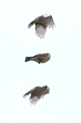 European Stonechat, Meijendel, Wassenaar, Netherlands