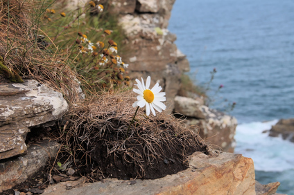 Whaligoe Steps, Scotland