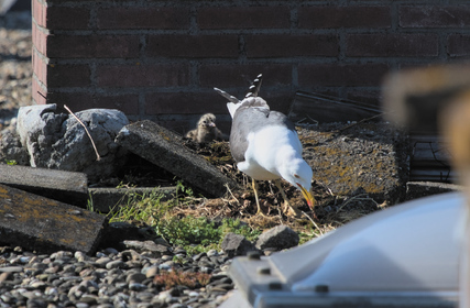 Lesser Black-backed Gull, Den Haag, Netherlands