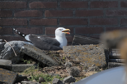 Lesser Black-backed Gull, Den Haag, Netherlands